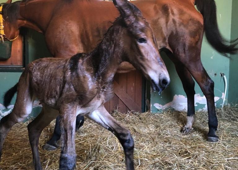 Fiocco azzurro all’Ospedale Veterinario dell’Università di Pisa: è nato Levante