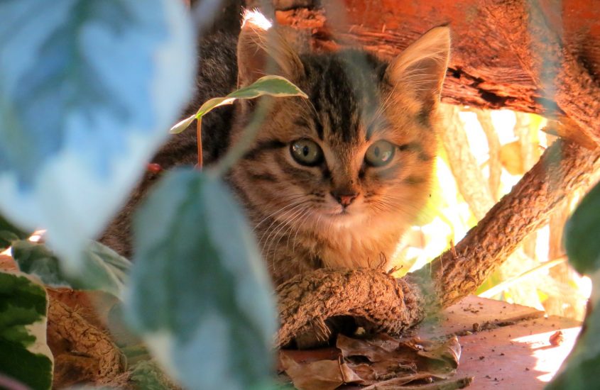 Ho cura di te: giornata degli animali Enpa