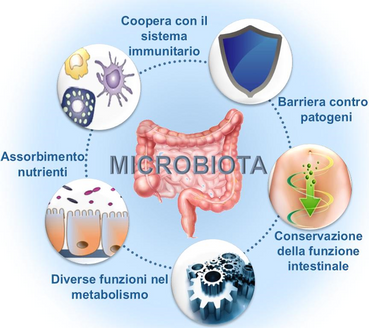 Dal Microbiota al Sistema Immunitario (parte II)