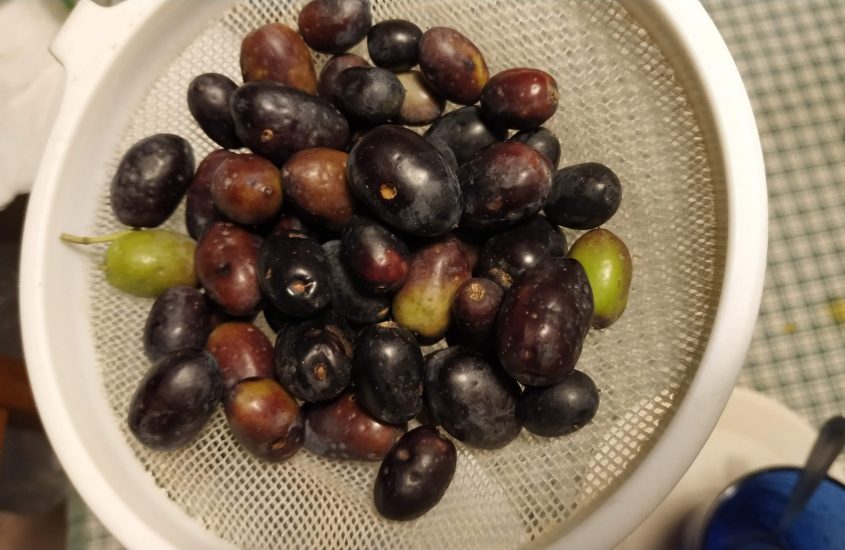 La ballata delle olive nere – 2