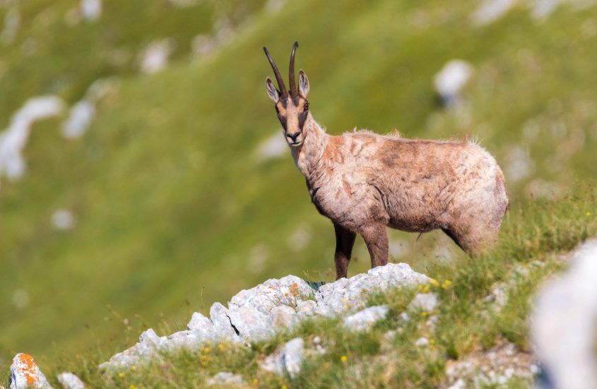 Buone notizie per il camoscio appenninico, animale unico al mondo