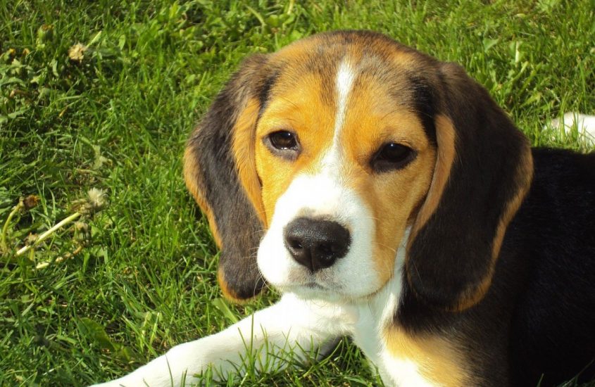 #sonoqualcunononqualcosa: servono leggi per tutelare gli animali
