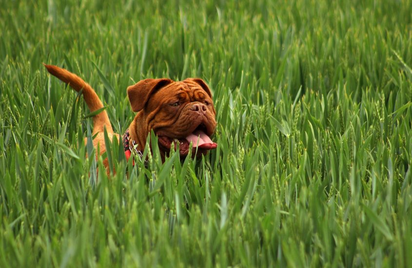 La ricetta della felicità dei cani, una casa che sa di campagna