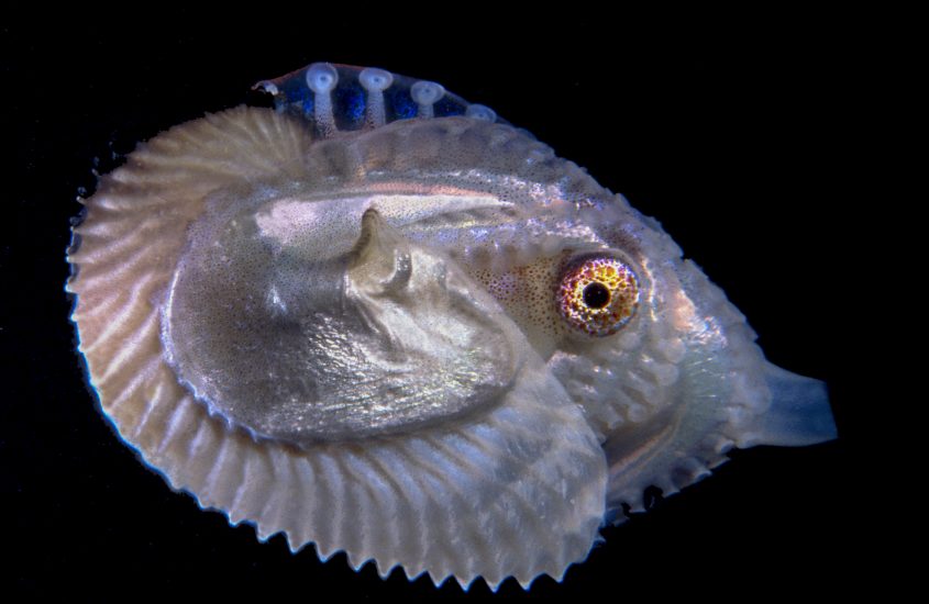 Il polpo “romantico” del Golfo di Napoli è il Mollusco mondiale dell’Anno