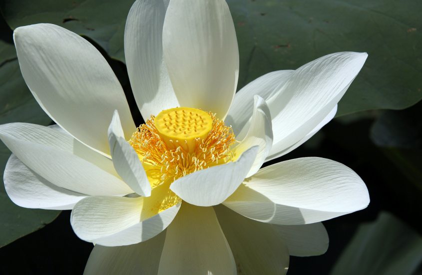 L’eloquenza del fiore di loto