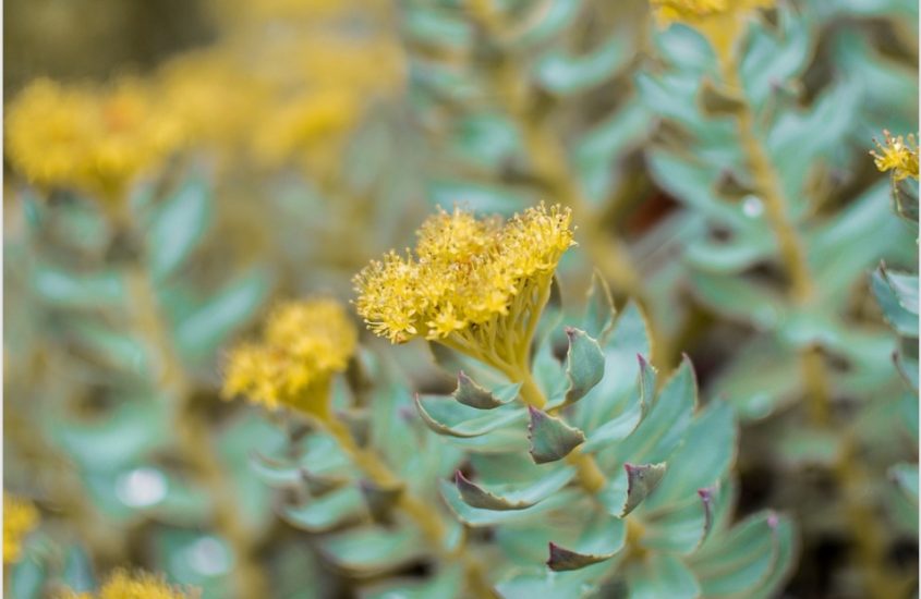 Nutraceutica III – Rhodiola