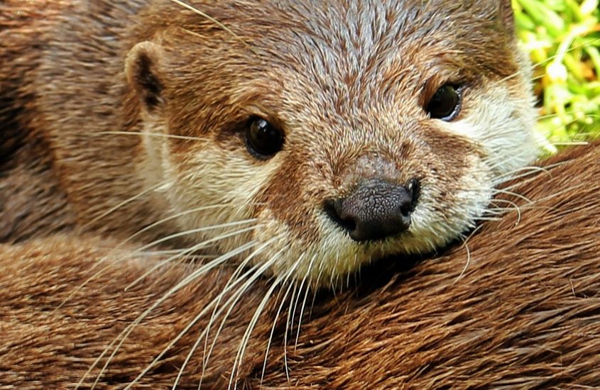Giornata mondiale fauna selvatica. Le specie della Penisola in pericolo