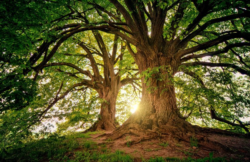 Più alberi per contrastare la crisi climatica
