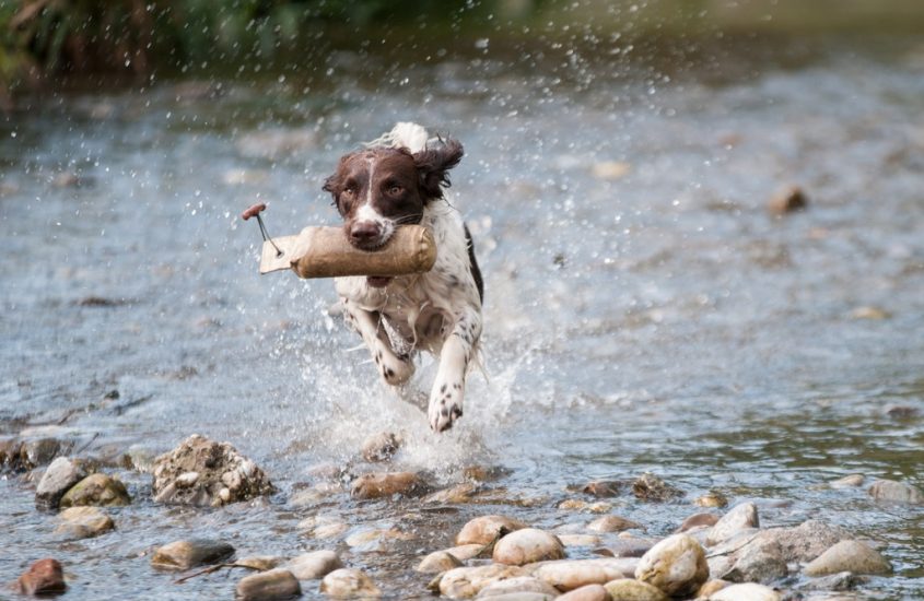 Pronti per il Dog Film Festival?