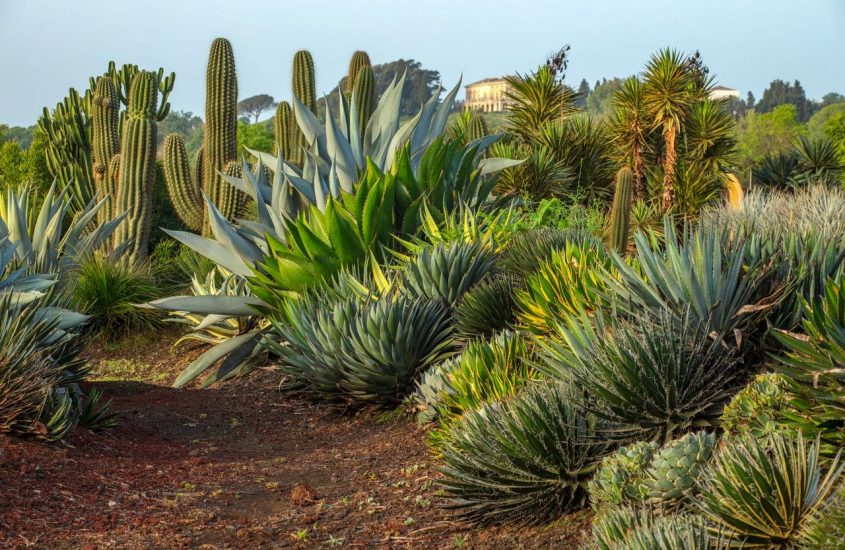 Radicepura: in Sicilia la Biennale del paesaggio mediterraneo