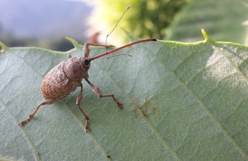 UniTo, l’importanza degli insetti nella lotta biologica integrata