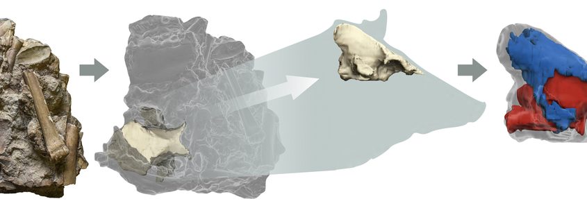 Scoperto il cervello di un cinghiale di oltre 3 milioni di anni fa