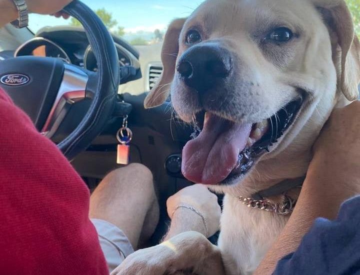 In viaggio con papà