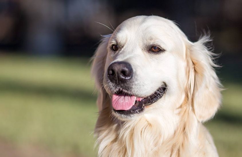 Dog Film Festival, i vincitori