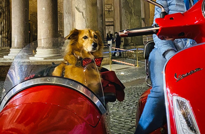 Cinque incredibili esperienze da fare con il vostro cane almeno una volta nella vita