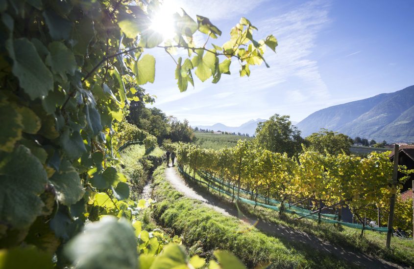 A Merano nel nome dell’uva