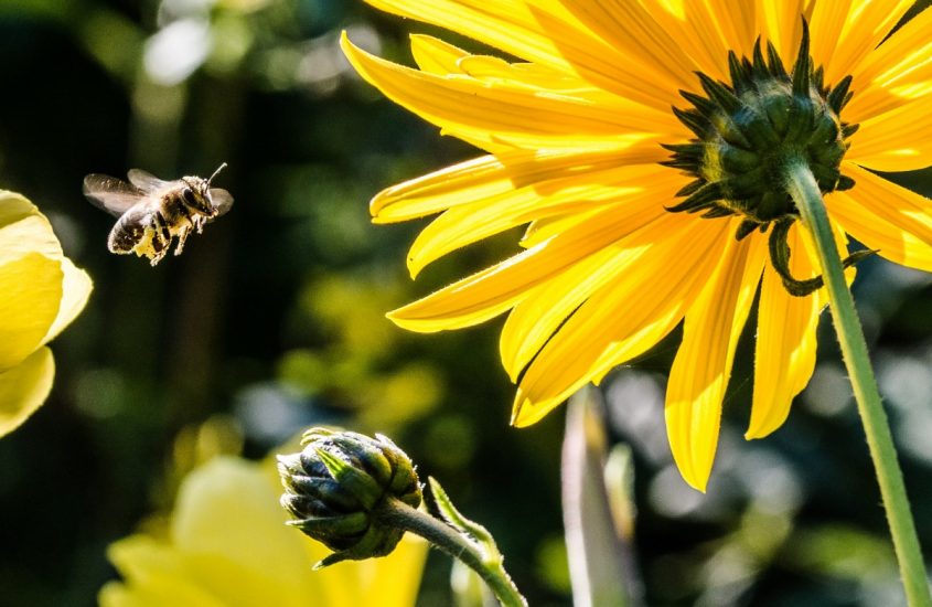 Pesticidi di nuova generazione dannosi per le api