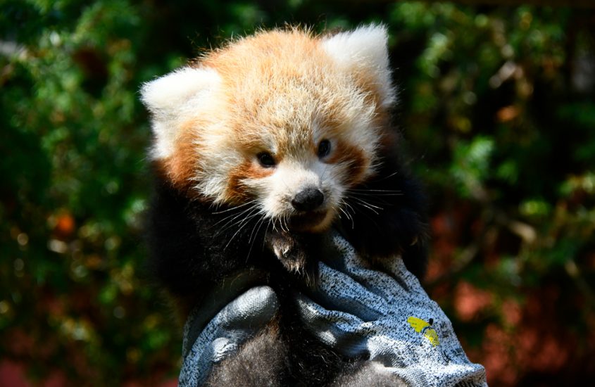 Parco Natura Viva, tre neonati di panda rosso
