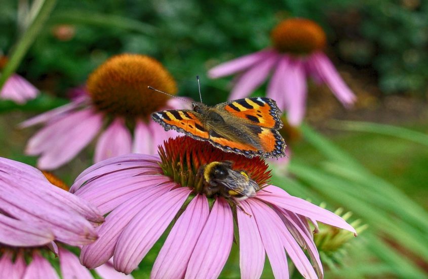Insetti impollinatori: api e farfalle a rischio estinzione
