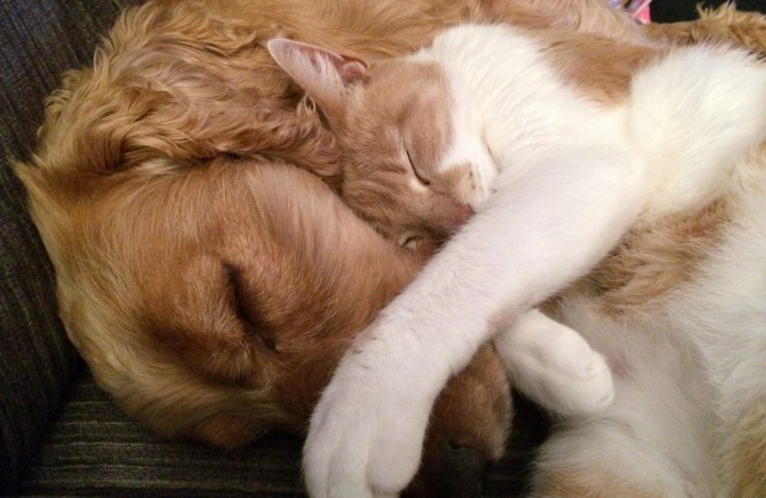 Come cane e gatto: i miti da sfatare
