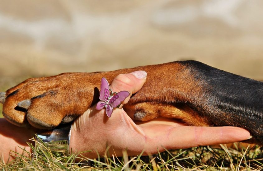 Per 9 italiani su 10 un pet è famiglia