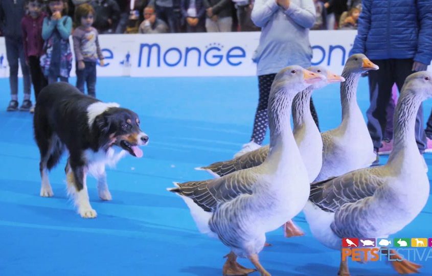 L’amore per gli animali, più forte del Covid