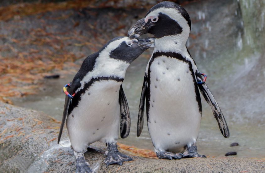 Anche i pinguini riconoscono i loro compagni attraverso i sensi