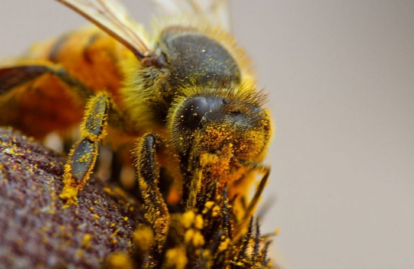 Pollinaction, il progetto che salva gli impollinatori