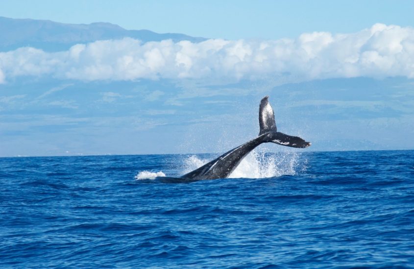 Balene e rumore: l’uomo e gli effetti negativi sulla vita marina