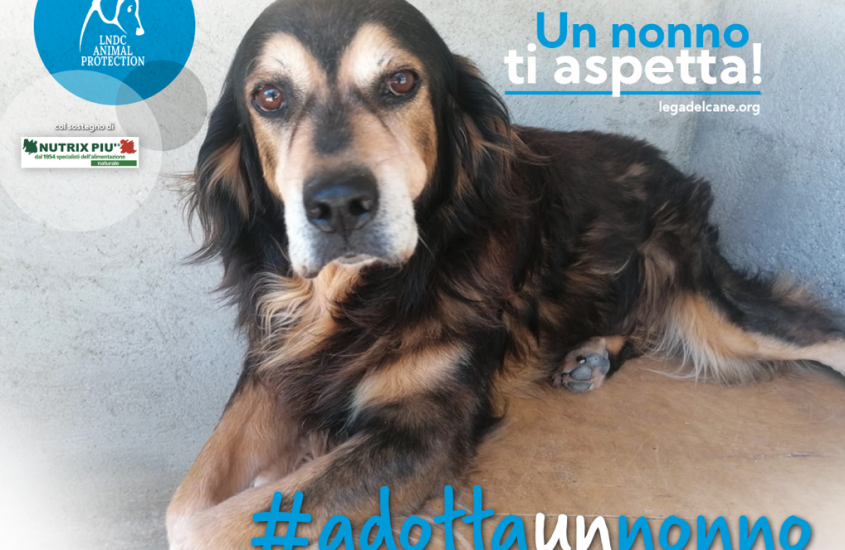 #ADOTTAUNNONNO