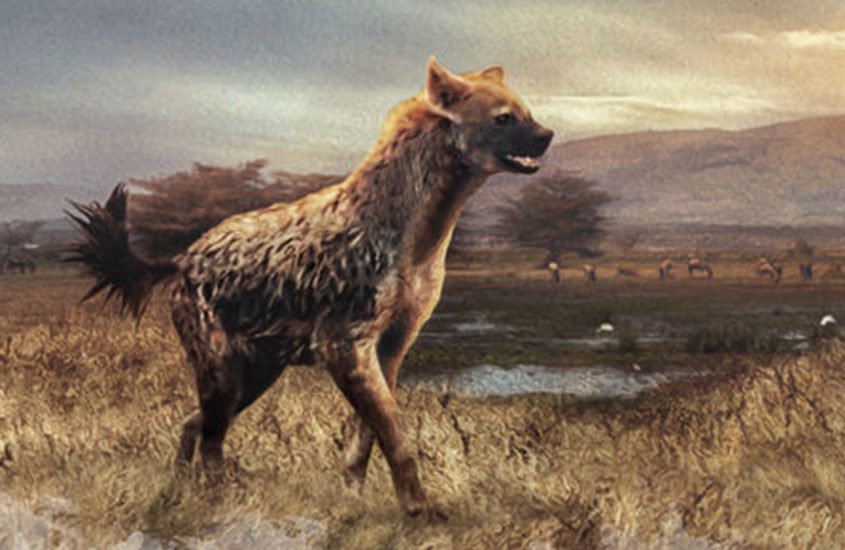 La iena gigante che non ha resistito ai cambiamenti climatici