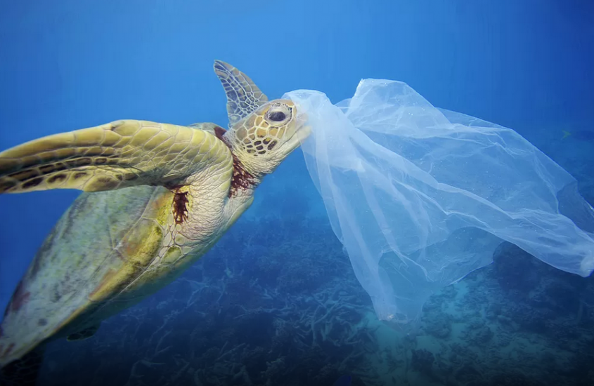 Dagli scarti del pesce la bioplastica che diventa fertilizzante