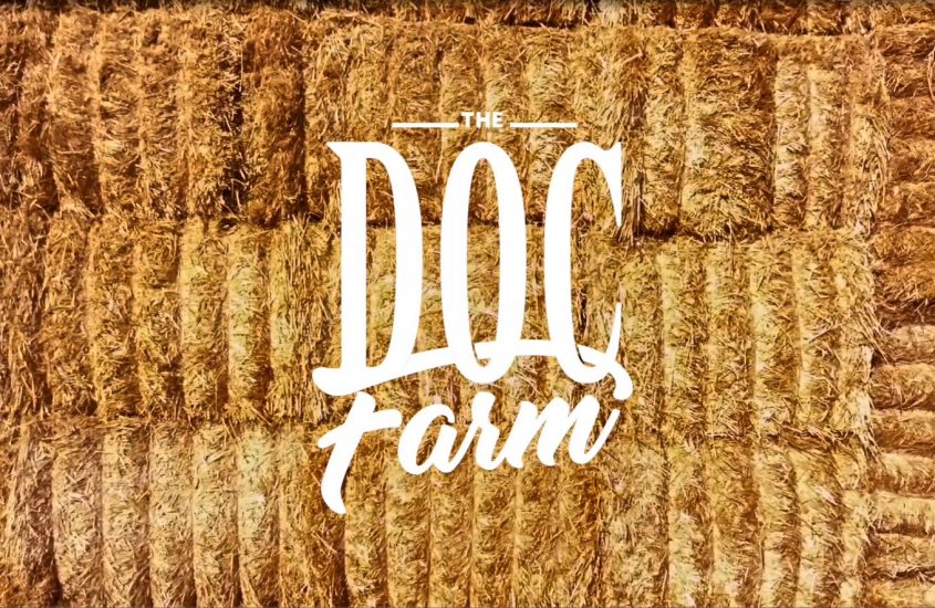 The Doc Farm: la mozzarella di bufala