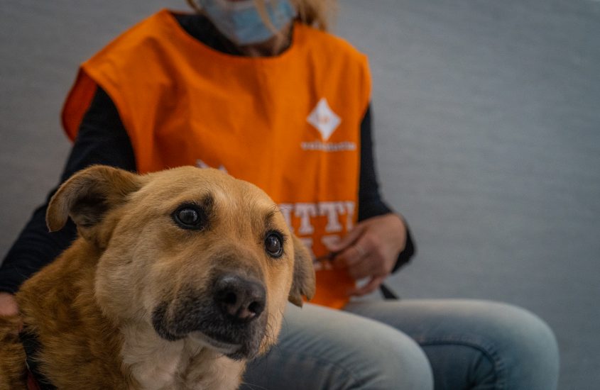 AniCura Italia e LAV in aiuto dei cani e gatti dei rifugiati ucraini