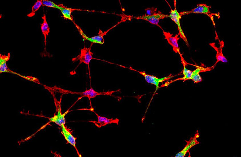 L’eredità nascosta delle cellule