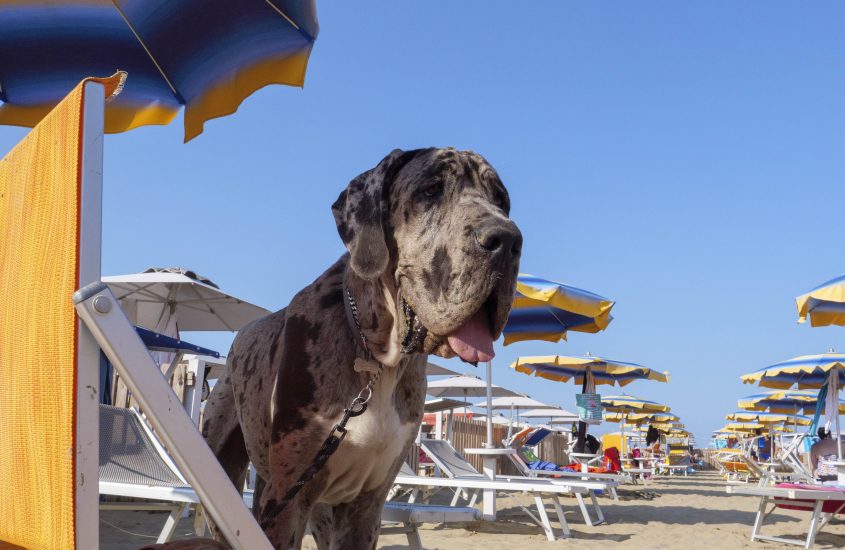 La spiaggia di Rimini sempre più pet friendly