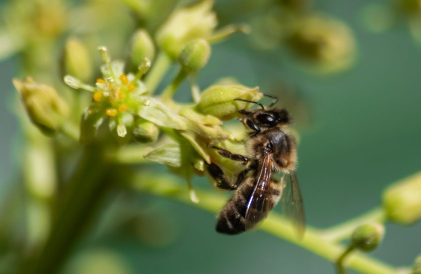 Microplastiche e salute delle api