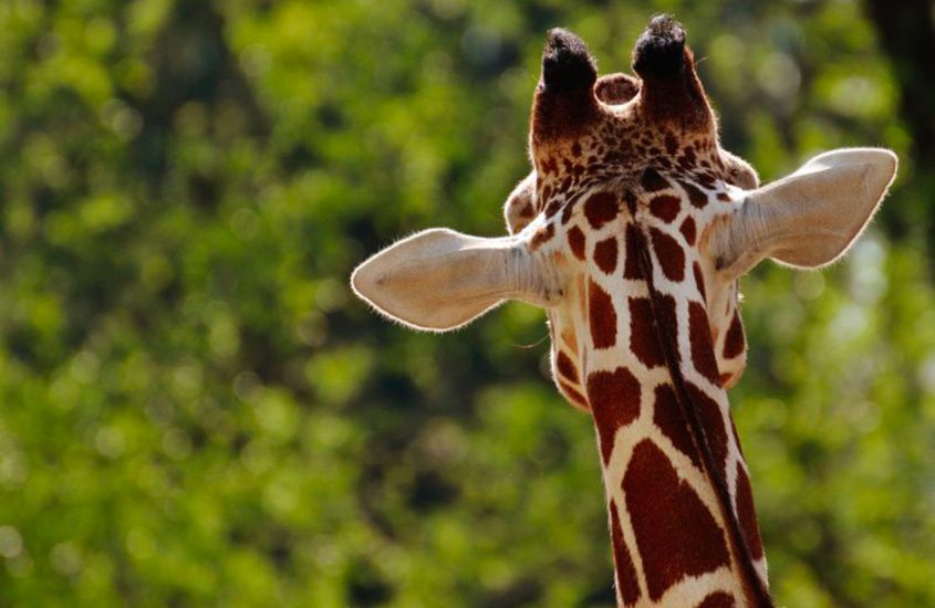 Il mistero della giraffa nell’Orto botanico di Pisa