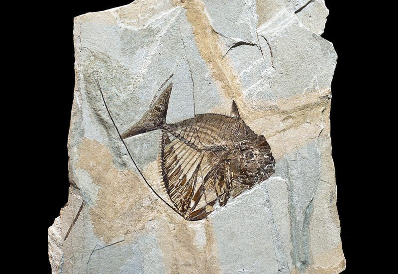 Un fossile di 48 milioni di anni rivela l’inaspettata storia evolutiva dei pesci luna