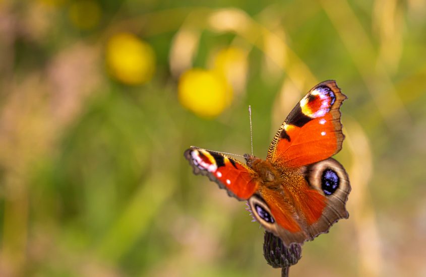 Votare le farfalle più belle, per proteggerle tutte
