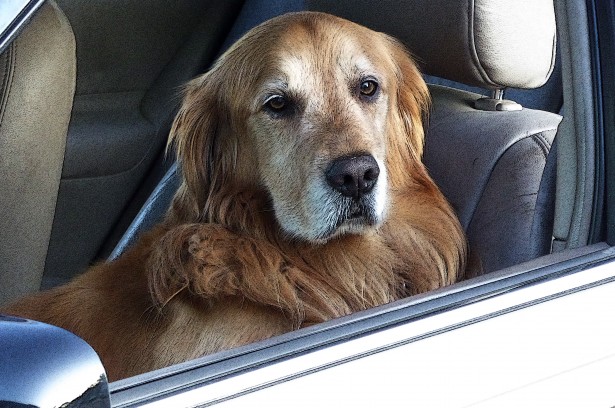 Lasciare un animale al caldo in auto è reato. Come aiutarlo?