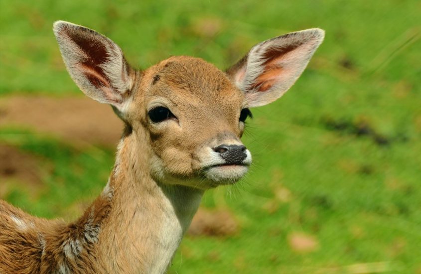 Sospendere la caccia per tutelare fauna e ambiente