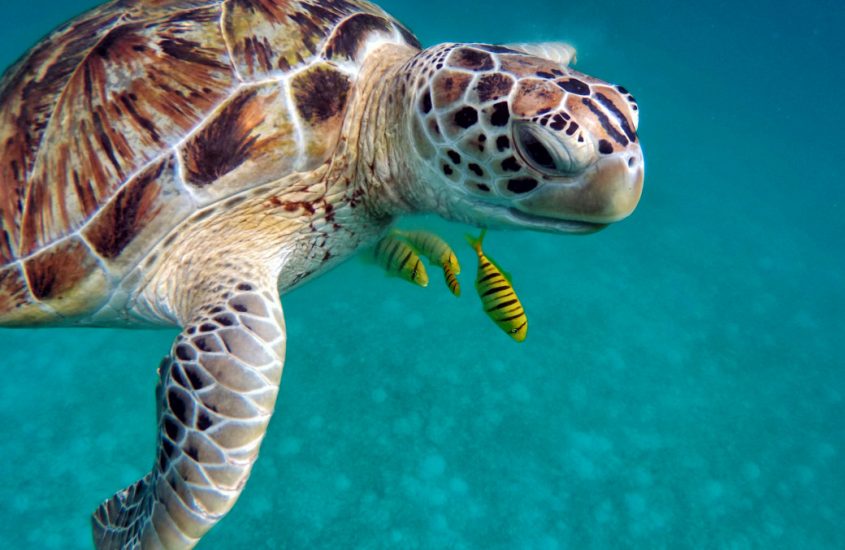 Maldive, una task force per salvare le tartarughe marine