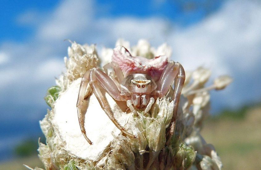 I ragni granchio, inaspettate sentinelle della biodiversità