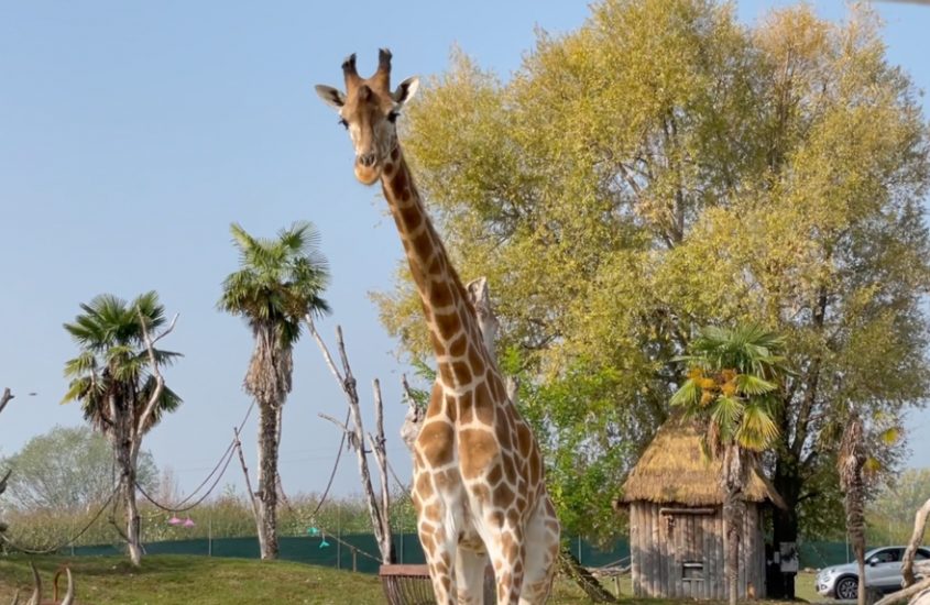 Malawi, la giraffa che ha vinto le sue paure