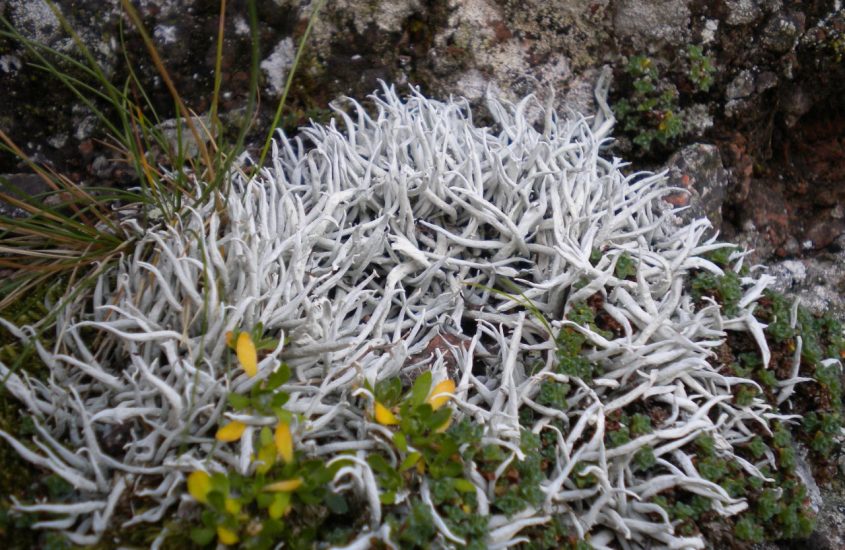 Parco Naturale Paneveggio Pale di San Martino, hotspot di biodiversità lichenica