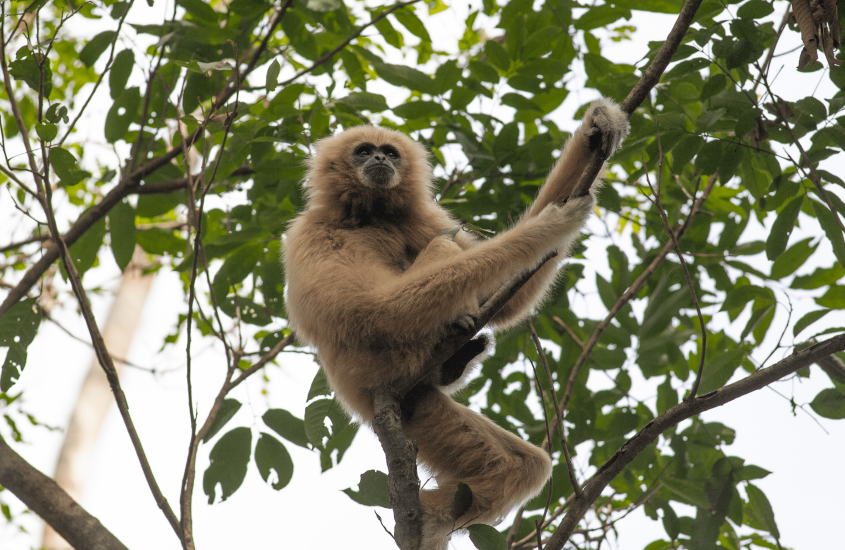 Coordinazione e regolarità ritmica tipicamente umane trovate in un altro primate