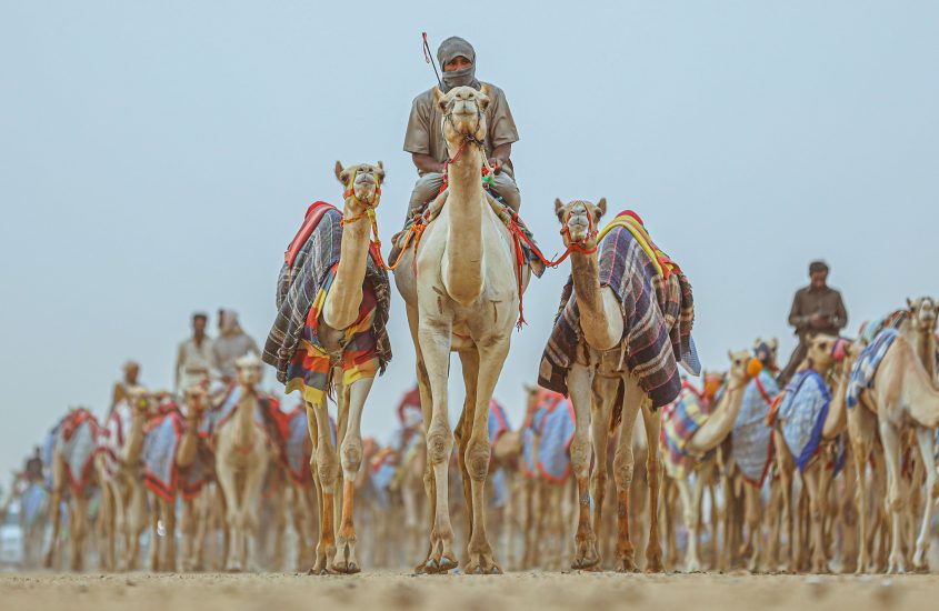 AlUla Camel Cup, la corsa con il montepremi più alto del mondo