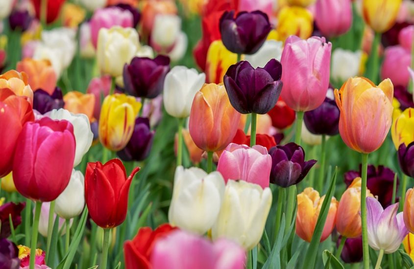 Tulipani, che passione!