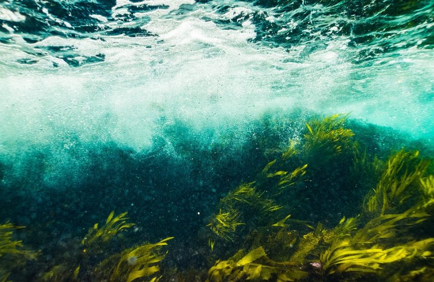 La salute viene dal mare: è possibile prevenire i tumori con le alghe?